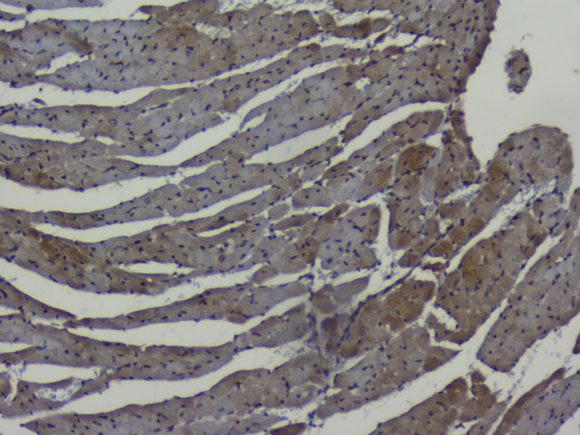 NRF1 Antibody in Immunohistochemistry (Paraffin) (IHC (P))