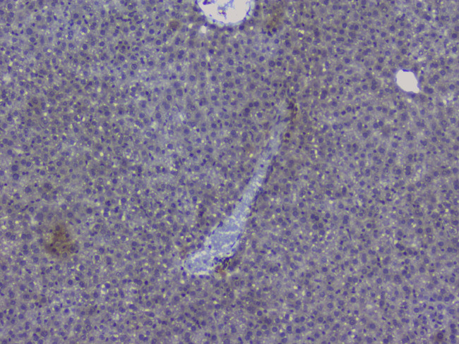 NRF1 Antibody in Immunohistochemistry (Paraffin) (IHC (P))