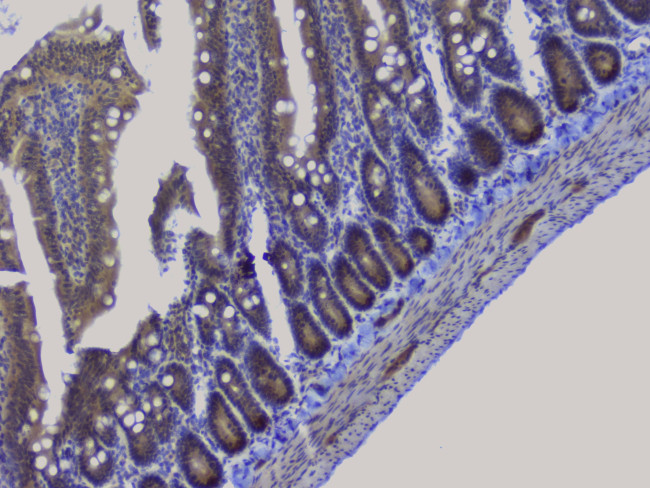 NRF1 Antibody in Immunohistochemistry (Paraffin) (IHC (P))