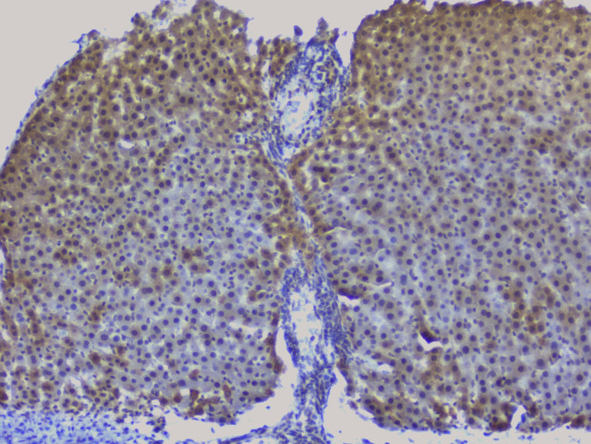 NRF1 Antibody in Immunohistochemistry (Paraffin) (IHC (P))