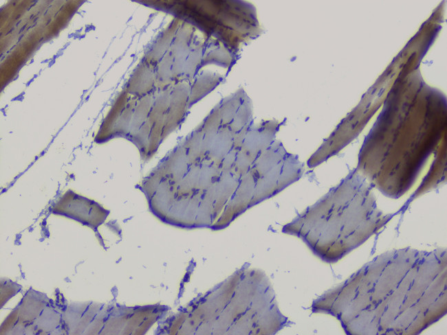 NRF1 Antibody in Immunohistochemistry (Paraffin) (IHC (P))