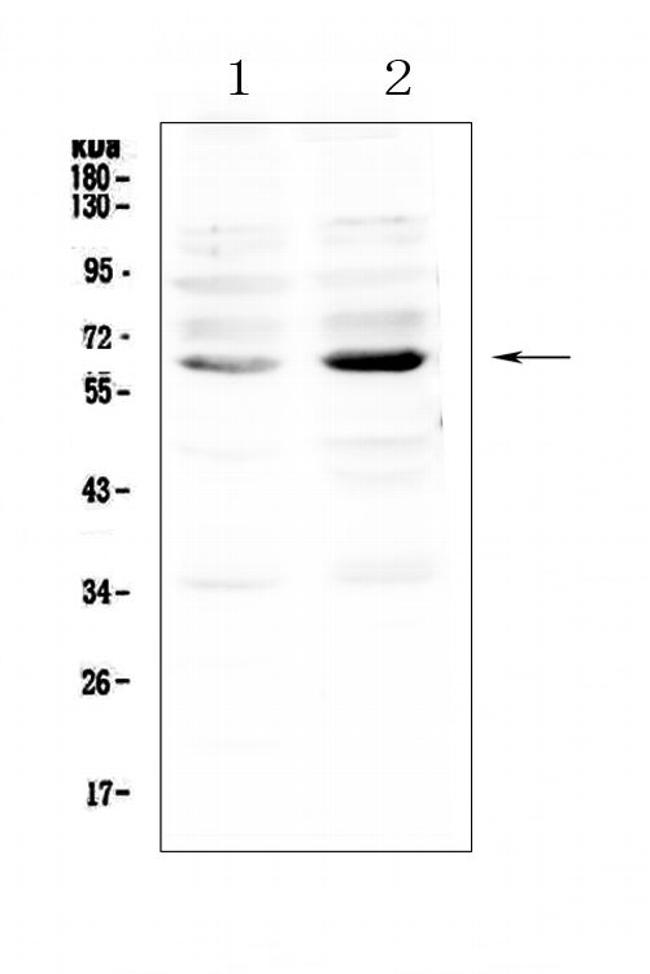 NRF1 Antibody in Western Blot (WB)