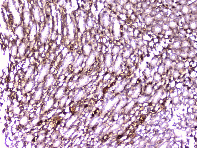 PON1 Antibody in Immunohistochemistry (Paraffin) (IHC (P))