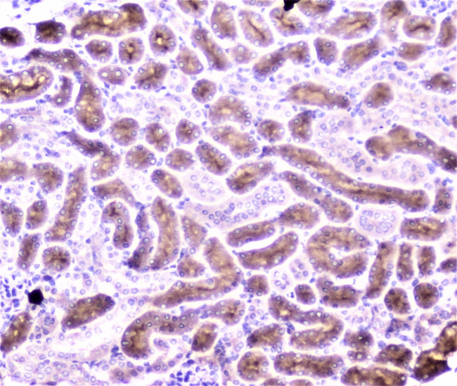 PON1 Antibody in Immunohistochemistry (Paraffin) (IHC (P))