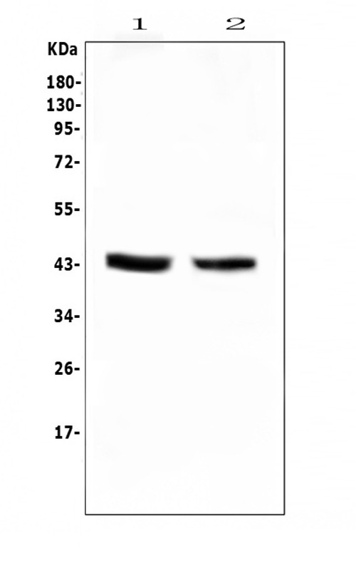 PON1 Antibody in Western Blot (WB)