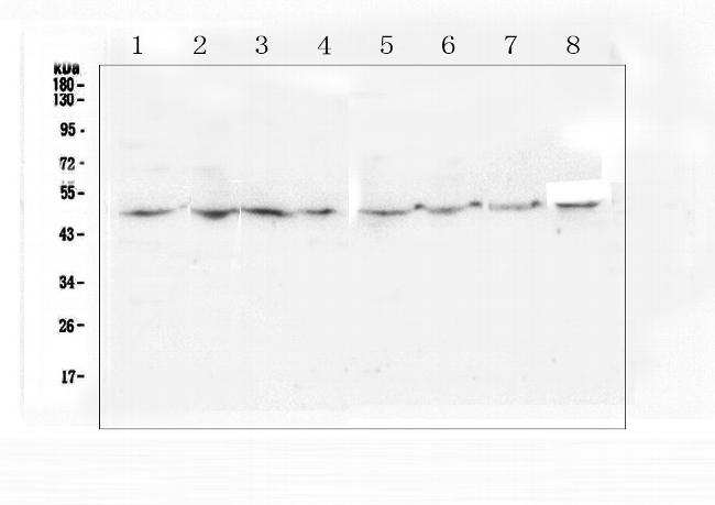 TANK Antibody in Western Blot (WB)