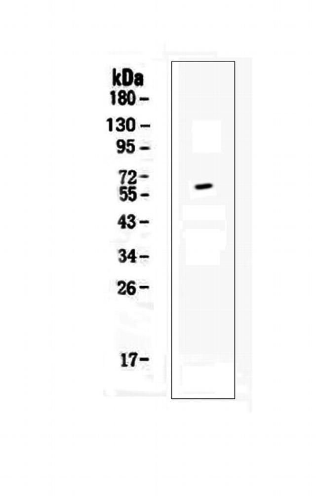 CD137 Antibody in Western Blot (WB)