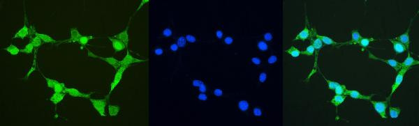 Thioredoxin 1 Antibody in Immunocytochemistry (ICC/IF)