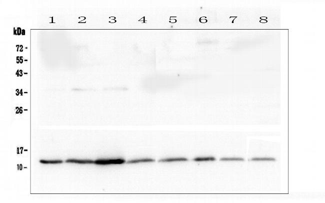 Thioredoxin 1 Antibody in Western Blot (WB)