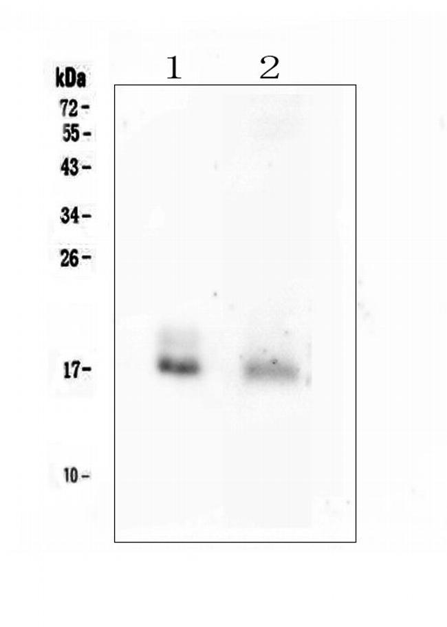 FGF2 Antibody in Western Blot (WB)