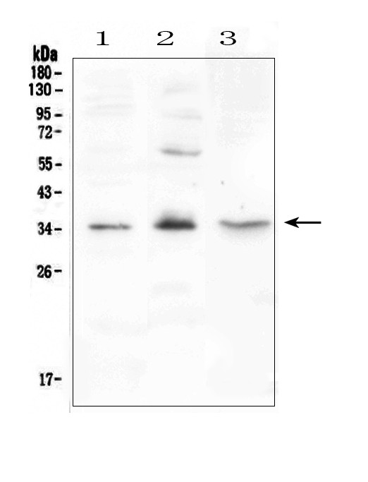 FGF23 Antibody in Western Blot (WB)