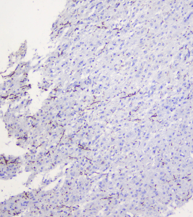 MOG Antibody in Immunohistochemistry (Paraffin) (IHC (P))