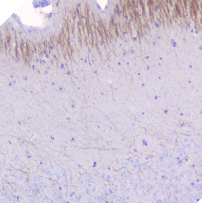 MOG Antibody in Immunohistochemistry (Paraffin) (IHC (P))