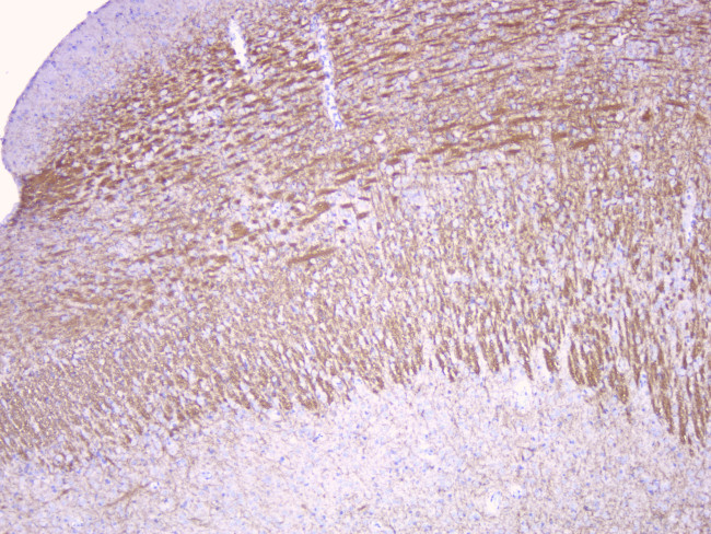 MOG Antibody in Immunohistochemistry (Paraffin) (IHC (P))