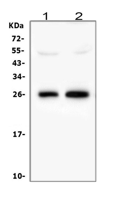 MOG Antibody in Western Blot (WB)