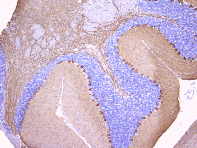 PKC gamma Antibody in Immunohistochemistry (Paraffin) (IHC (P))