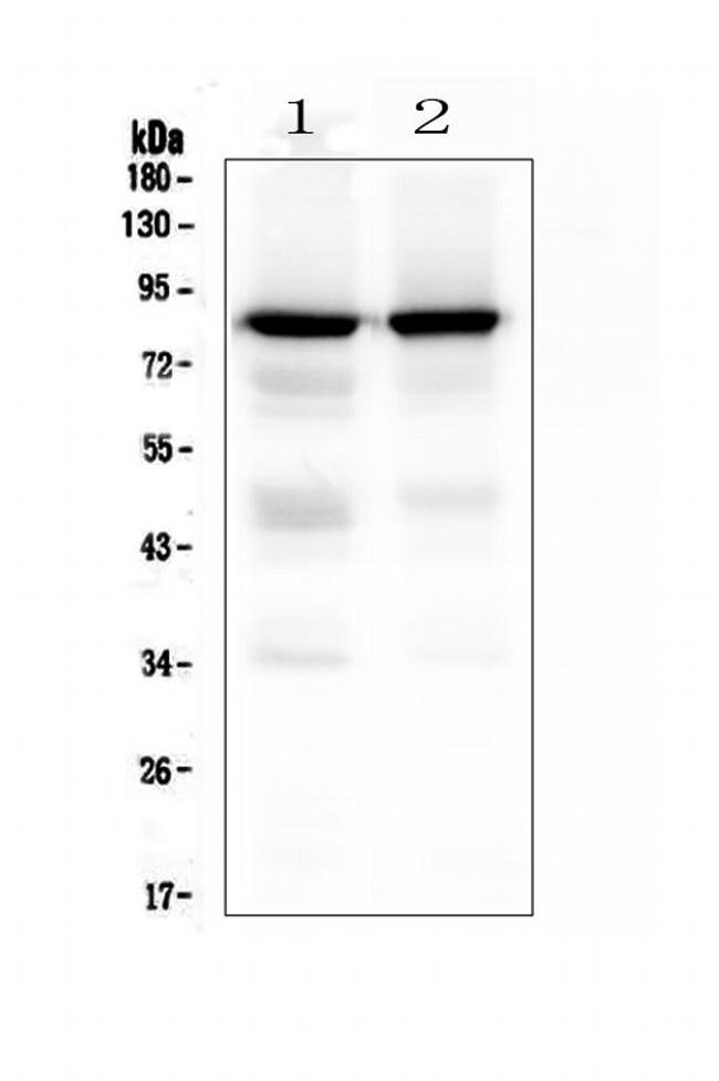 PKC gamma Antibody in Western Blot (WB)