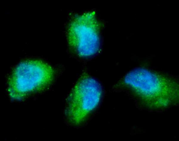 PKC gamma Antibody in Immunocytochemistry (ICC/IF)