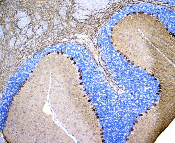 PKC gamma Antibody in Immunohistochemistry (Paraffin) (IHC (P))