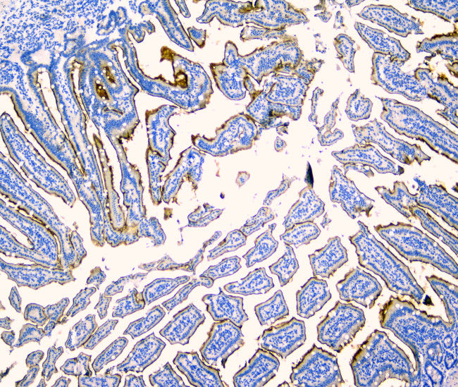 SI Antibody in Immunohistochemistry (Paraffin) (IHC (P))