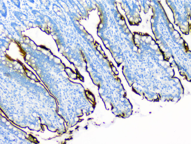 SI Antibody in Immunohistochemistry (Paraffin) (IHC (P))