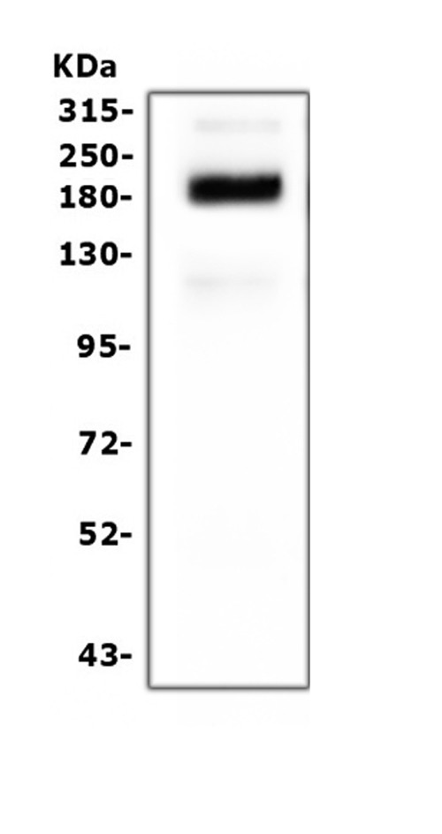 SI Antibody in Western Blot (WB)