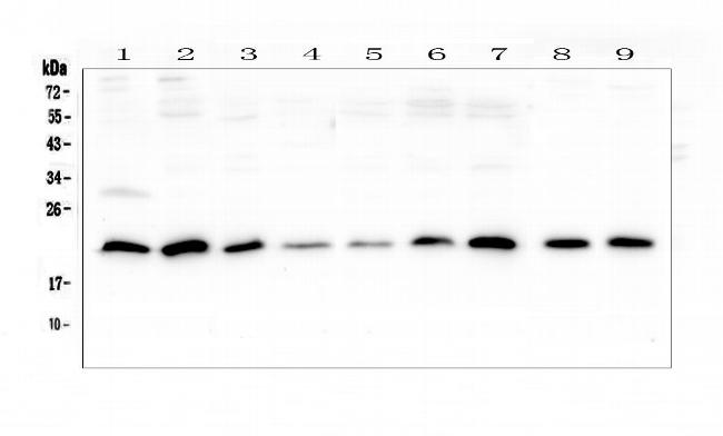 Sorcin Antibody in Western Blot (WB)