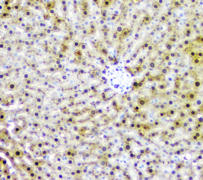 AKR1D1 Antibody in Immunohistochemistry (Paraffin) (IHC (P))