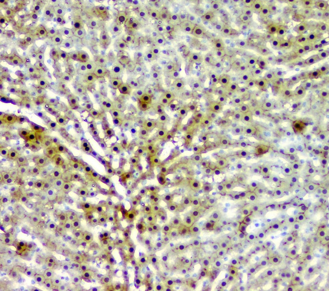 AKR1D1 Antibody in Immunohistochemistry (Paraffin) (IHC (P))