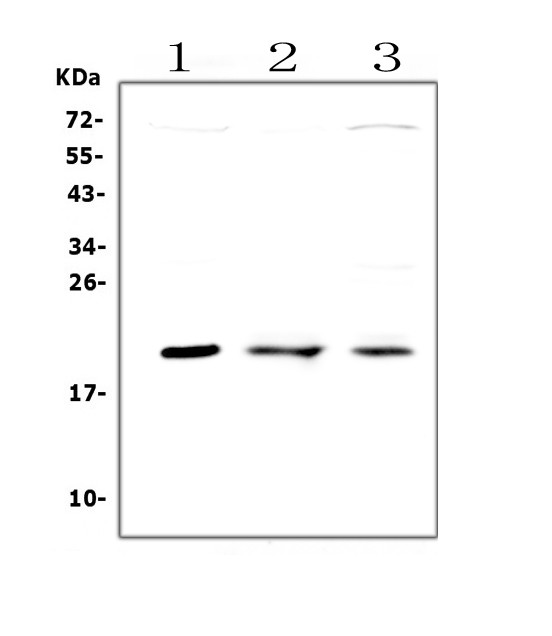 APRT Antibody in Western Blot (WB)