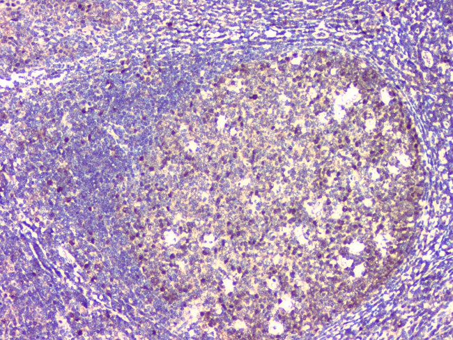 BAG6 Antibody in Immunohistochemistry (Paraffin) (IHC (P))