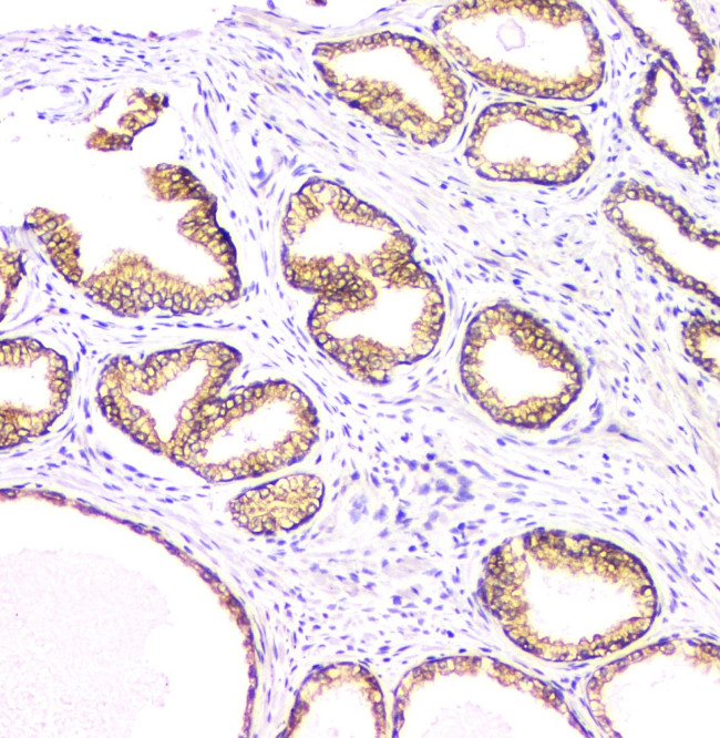 BAG6 Antibody in Immunohistochemistry (Paraffin) (IHC (P))