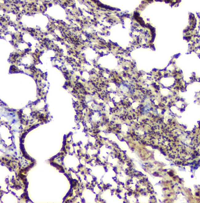 BAG6 Antibody in Immunohistochemistry (Paraffin) (IHC (P))