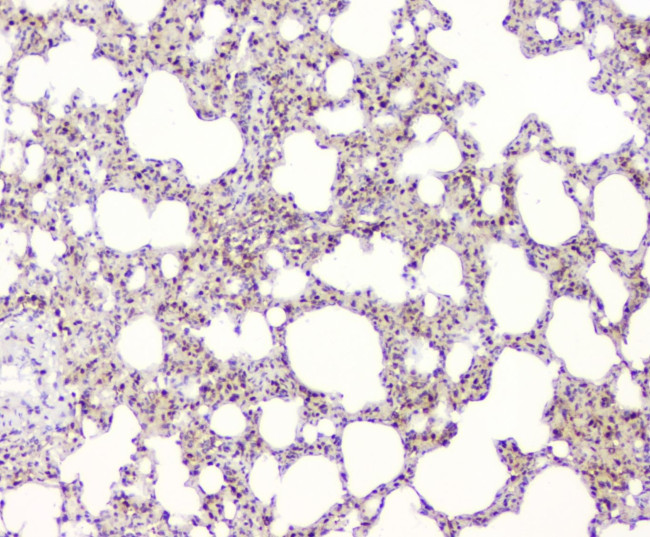 BAG6 Antibody in Immunohistochemistry (Paraffin) (IHC (P))