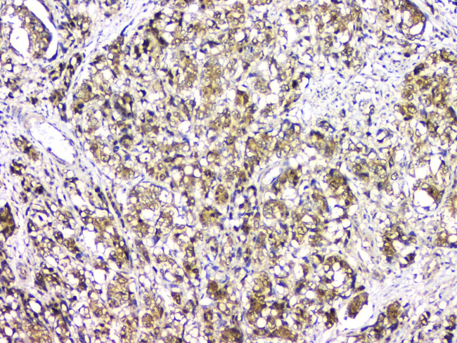 BAG6 Antibody in Immunohistochemistry (Paraffin) (IHC (P))