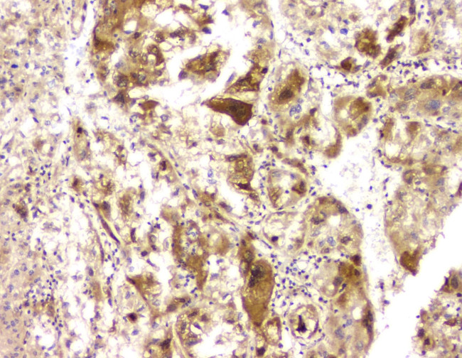 BAG6 Antibody in Immunohistochemistry (Paraffin) (IHC (P))