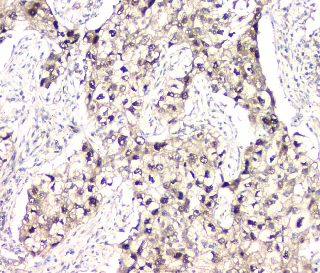 BAG6 Antibody in Immunohistochemistry (Paraffin) (IHC (P))