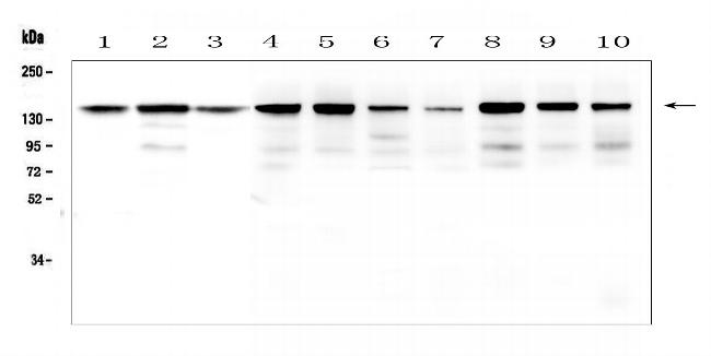 BAG6 Antibody in Western Blot (WB)