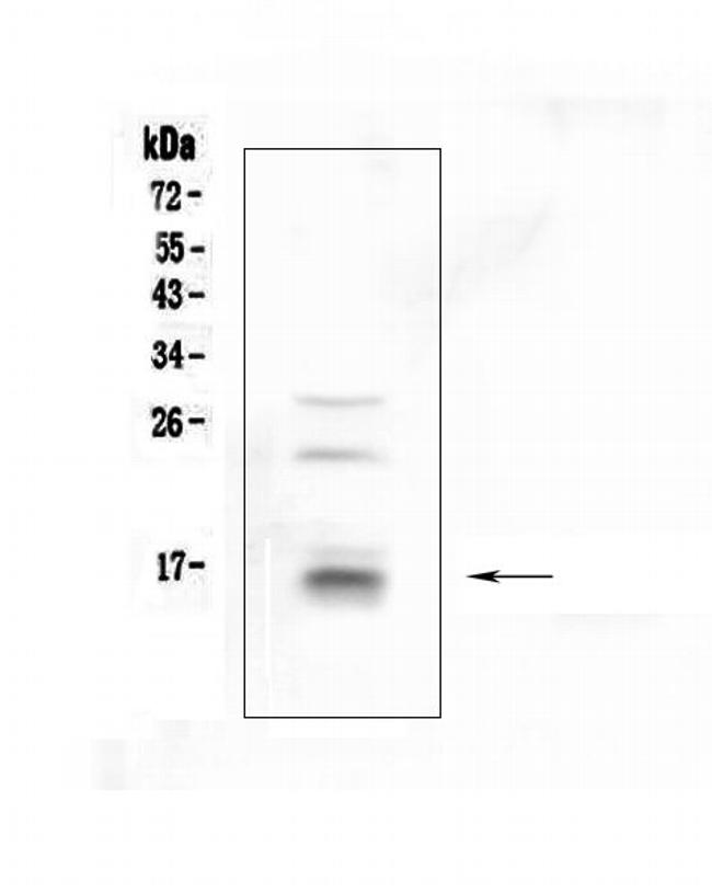 CDA Antibody in Western Blot (WB)