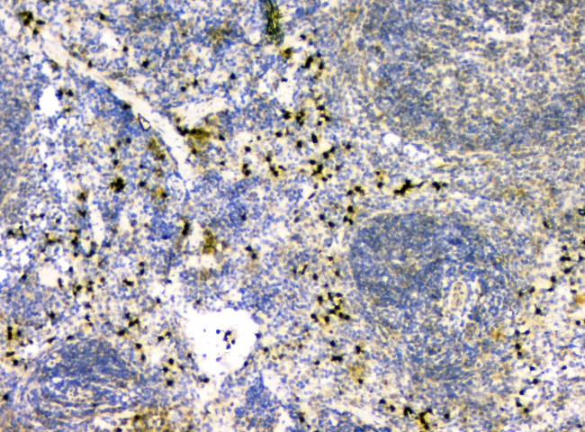 IL-34 Antibody in Immunohistochemistry (Paraffin) (IHC (P))