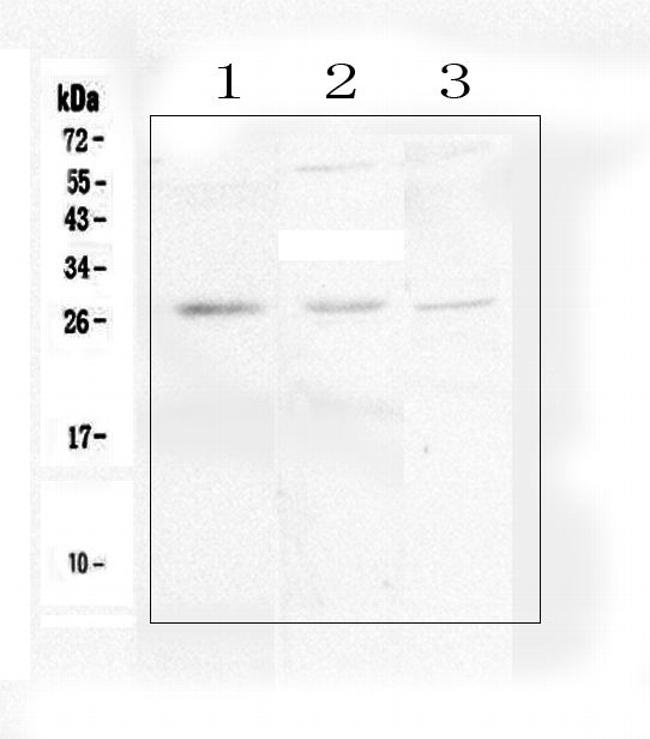 IL-34 Antibody in Western Blot (WB)