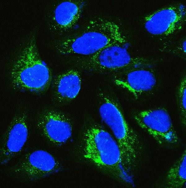 IQGAP1 Antibody in Immunocytochemistry (ICC/IF)