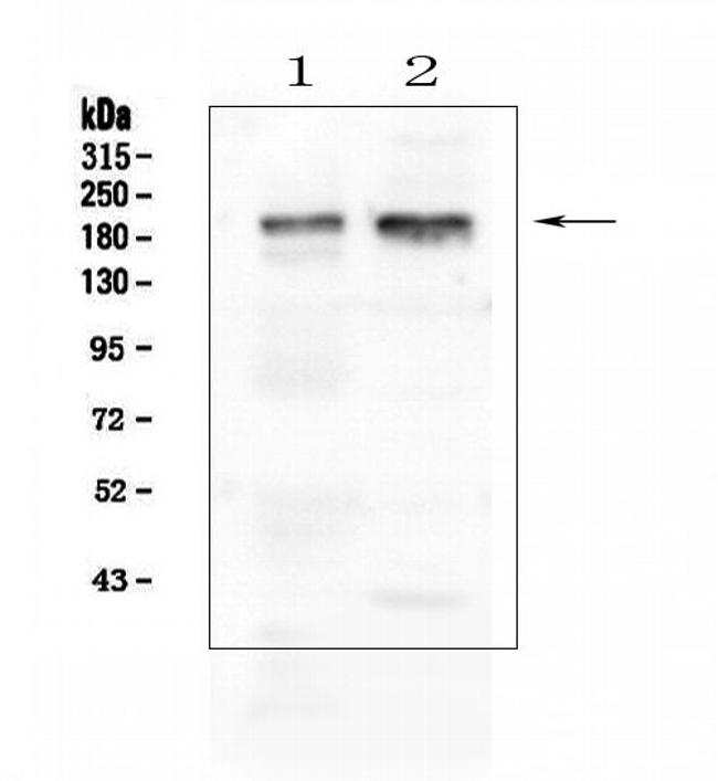 IQGAP1 Antibody in Western Blot (WB)