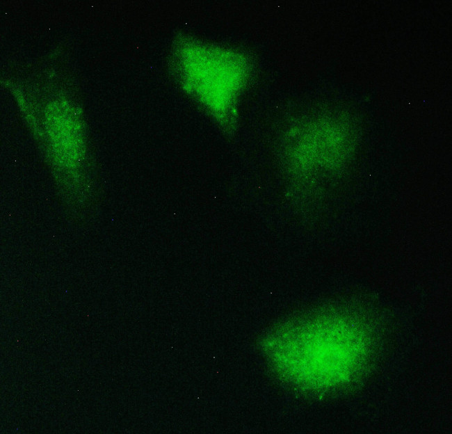 PPCS Antibody in Immunocytochemistry (ICC/IF)