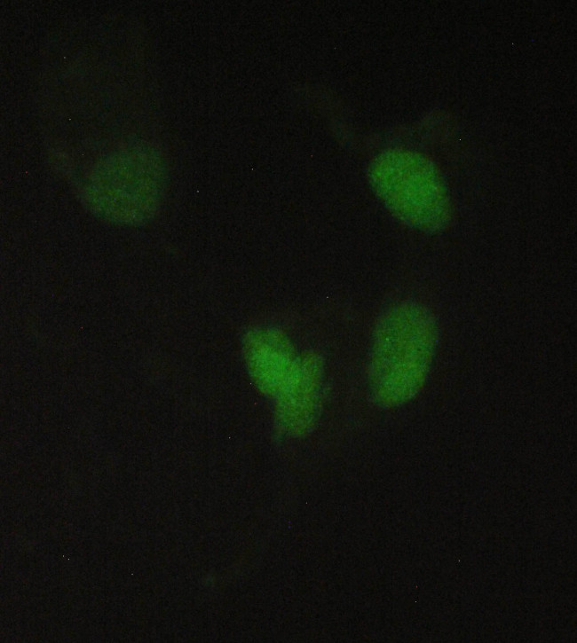 PPCS Antibody in Immunocytochemistry (ICC/IF)