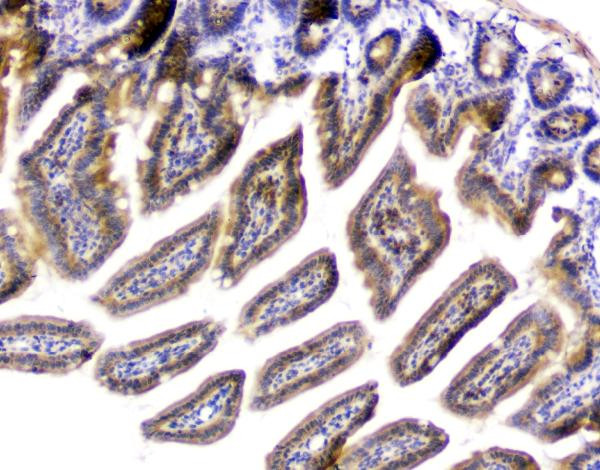 PPCS Antibody in Immunohistochemistry (Paraffin) (IHC (P))