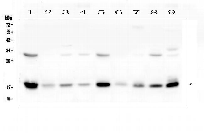 TIM17 Antibody in Western Blot (WB)