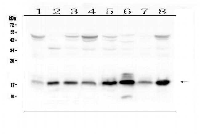 TIM17 Antibody in Western Blot (WB)