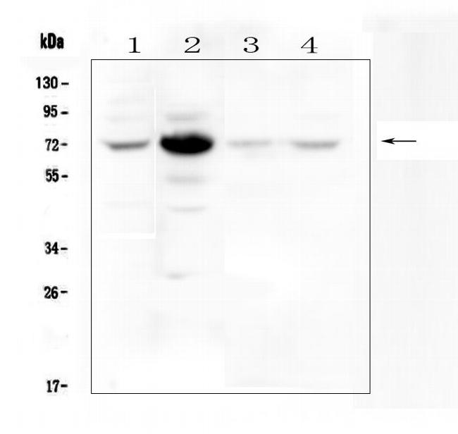 WEE1 Antibody in Western Blot (WB)