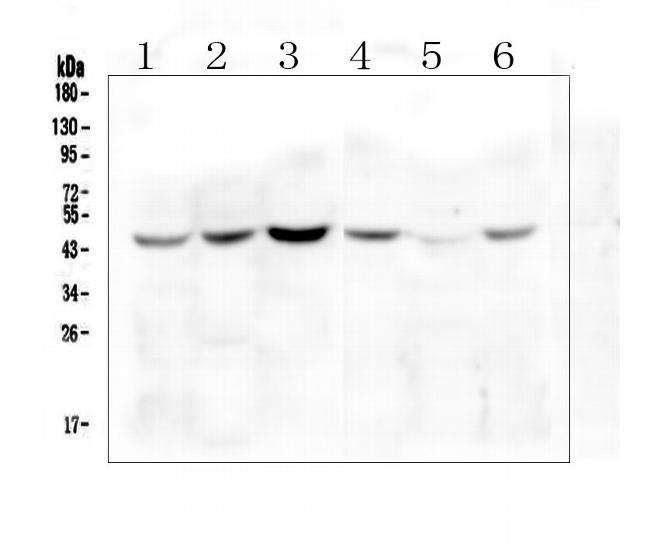 ZP3 Antibody in Western Blot (WB)